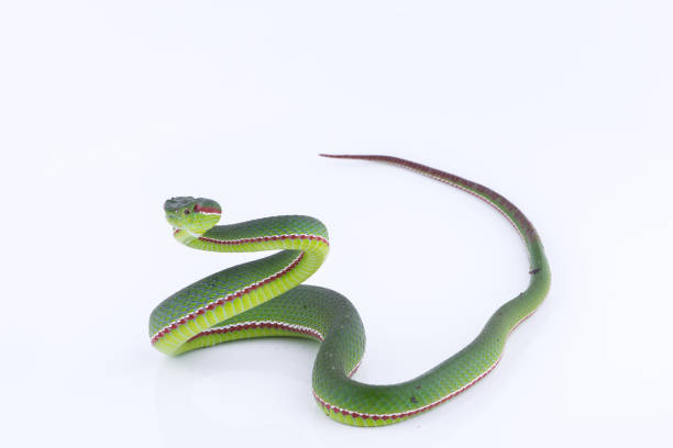 istock Green pit viper bites on white background ,Snake of Thailand 902820186