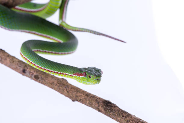 istock Green pit viper bites on white background ,Snake of Thailand 902820188