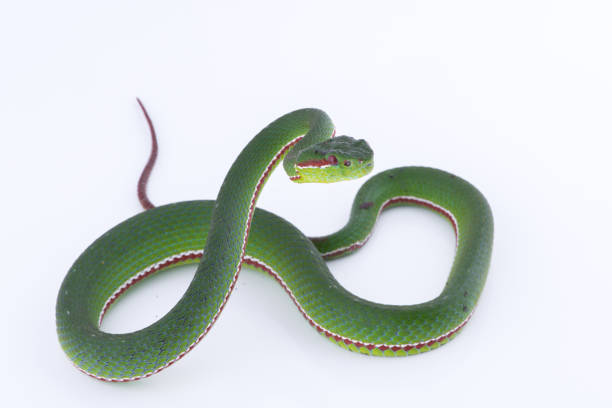 istock Green pit viper bites on white background ,Snake of Thailand 902820192