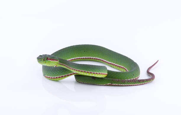 istock Green pit viper bites on white background ,Snake of Thailand 902820196