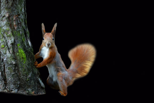 écureuil roux sur fond noir - squirrel red squirrel black forest forest photos et images de collection