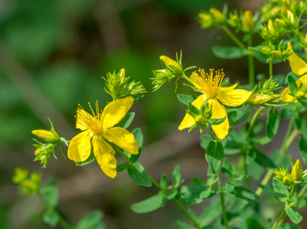 yellow flowers in natural ambiance