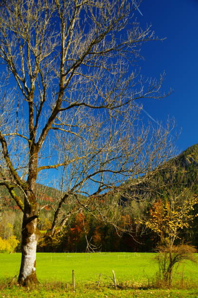 istock Bare tree in front of autumnal mountain forest 902824342