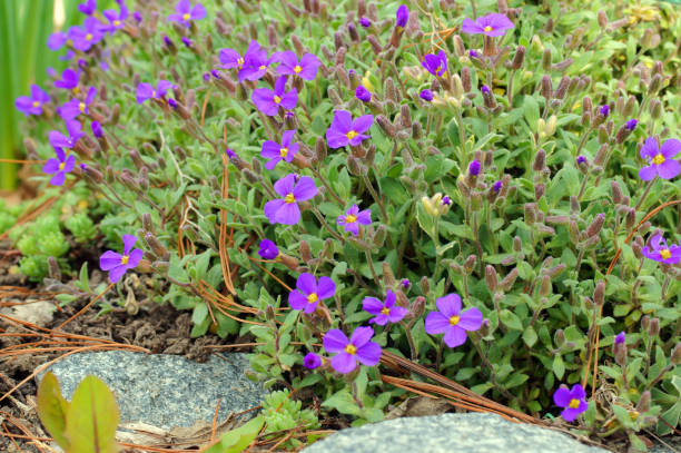 istock rock cress flower ground cover 902824492
