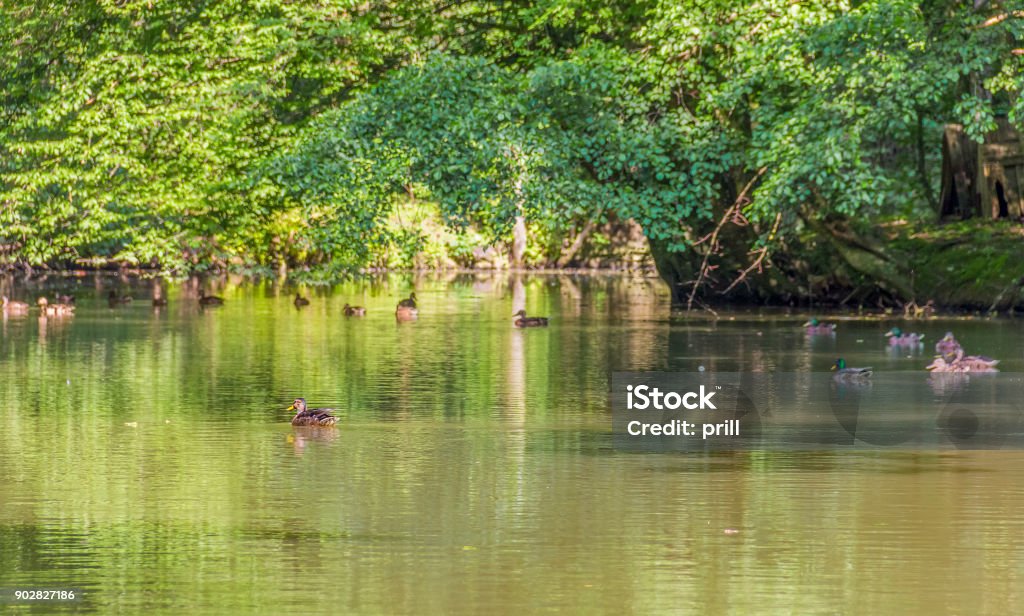 Wild ducks in a idyllic pond peaceful sunny park scenery including some mallards swimming in a idyllic small lake at summer time Anatinae Stock Photo