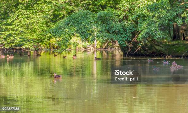 Wild Ducks In A Idyllic Pond Stock Photo - Download Image Now - Anatinae, Animal, Animal Family