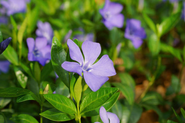 istock Periwinkle plant with green leaves 902827292
