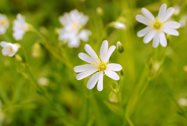 istock Flower of holostea stellaria 902827324