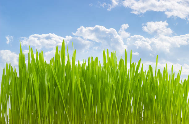 空のに対する大麦の新芽 - barley ストックフォトと画像
