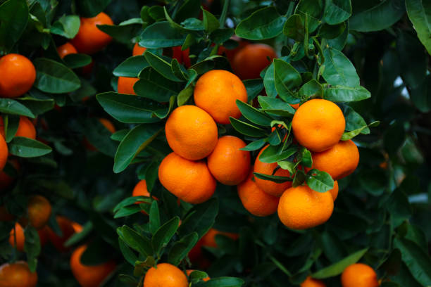 istock Tangerine trees with fruits w-mucrot 902829994