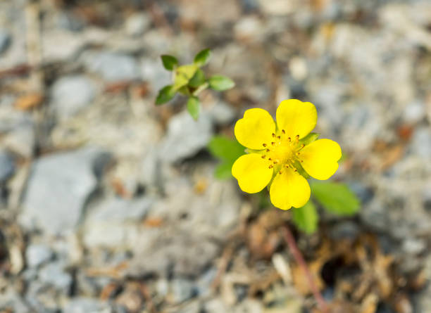 yellow flowers in natural ambiance