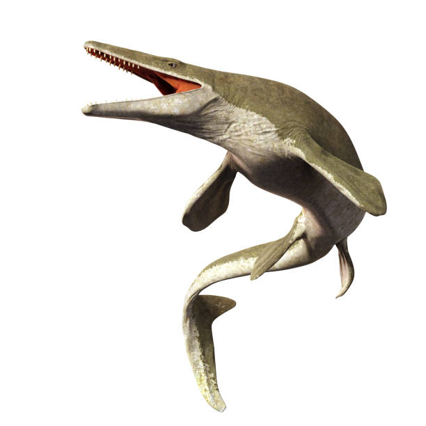 Mosasaurus, 17m aquatic lizard, between 70 and 66 million years ago (3d illustration isolated on white background)