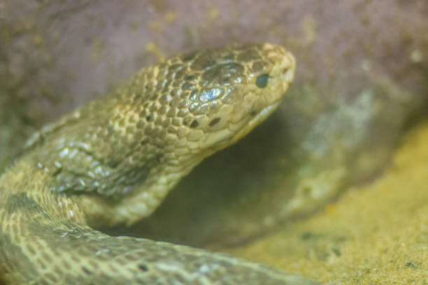 istock The monocled cobra (Naja kaouthia), also called monocellate cobra, is a cobra species widespread across South and Southeast Asia. 902832010