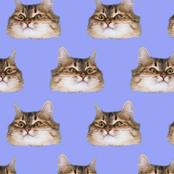 istock Funny cat's  heads on blue background. 902832476