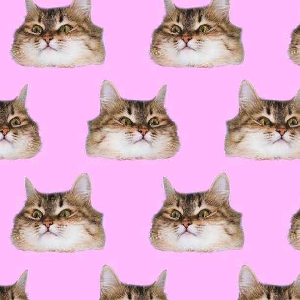Funny cat's  heads on pink background. stock photo