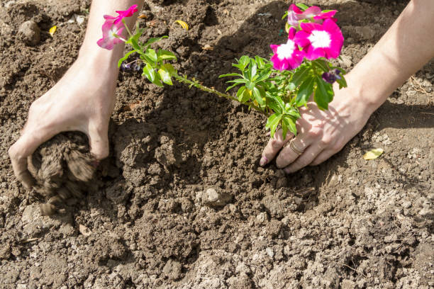 istock Spring planting of flowers 902832676