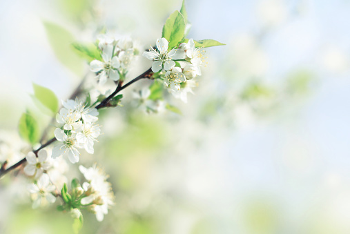 Spring soft background with fresh apple blossom flowers