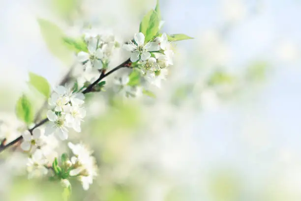 Photo of Spring soft background with fresh apple blossom flowers