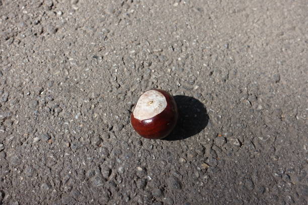 Glossy brown conker with whitish scar at the base