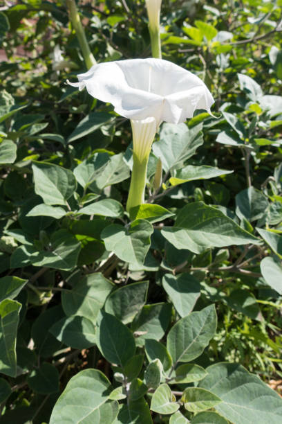 Datura flower on the plant (lateral view) Datura flower on the plant (lateral view) datura meteloides stock pictures, royalty-free photos & images