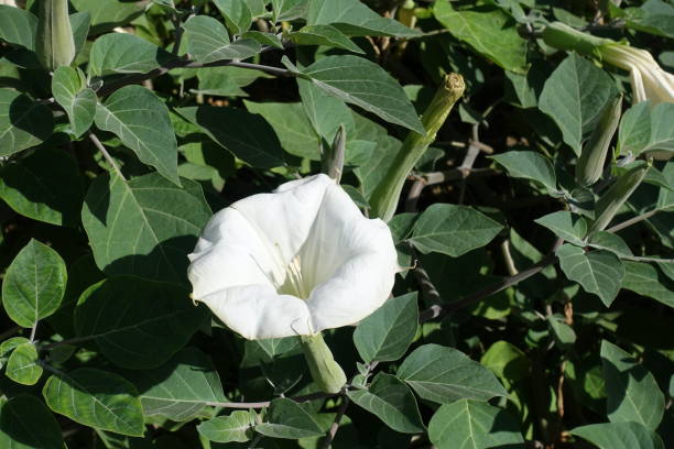 istock Buds and white flower of thorn apple 902835350
