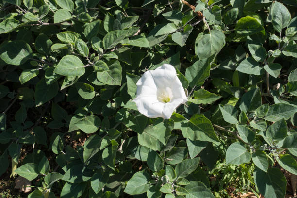 istock Single white flower of datura in the leafage 902835376
