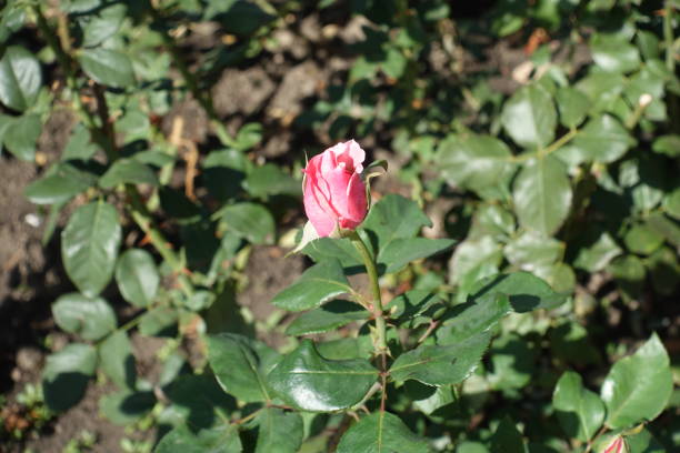 Half opened bud of pink garden rose Half opened bud of pink garden rose Sepal stock pictures, royalty-free photos & images