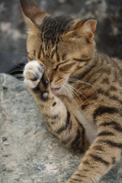 istock Street cats in Dubai 902835698