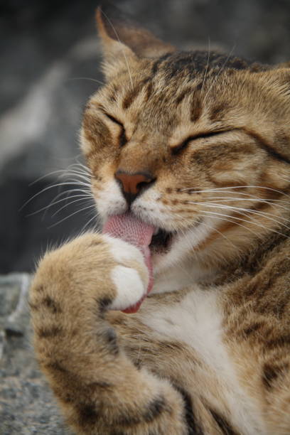 istock Street cats in Dubai 902835806