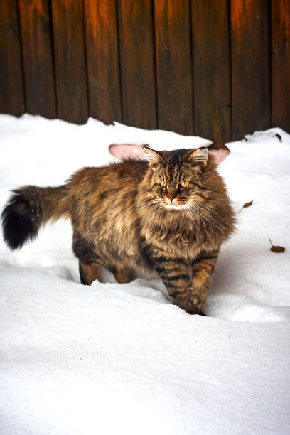 istock smart siberian cat watch back on snow 902841562