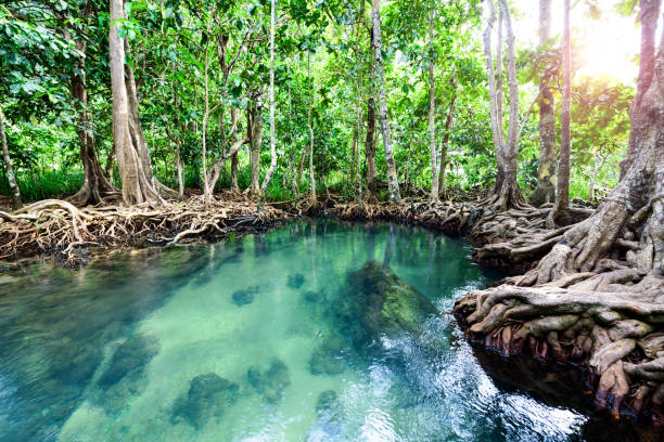 kuvapankkikuvat ja rojaltivapaat kuvat aiheesta tha pom khlong song nam, two water canal, krabi, thaimaa - mangrove tree