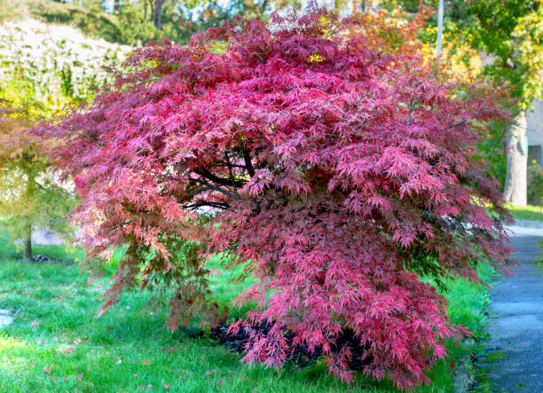istock Big bush with pink leaves in a forest 902846638