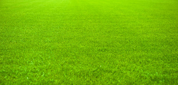 istock Green Grass soccer field 902846762