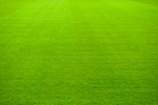 istock Green Grass soccer field 902846766