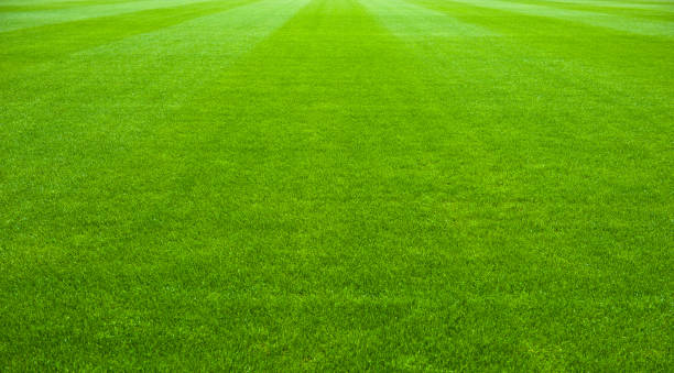 istock Green Grass soccer field 902846866