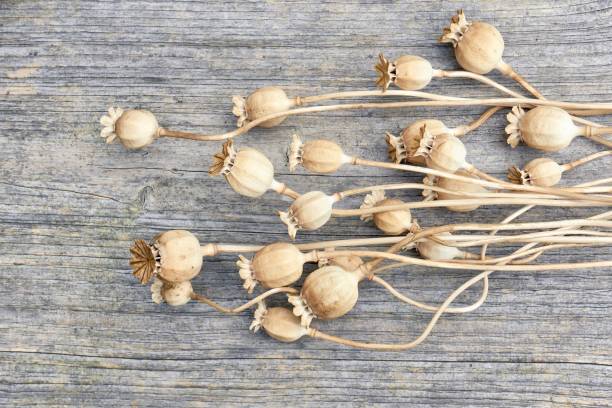 primer plano de las vainas de semilla de amapola en la madera - poppy capsule fotografías e imágenes de stock