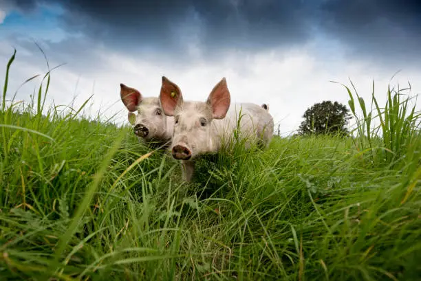 Two young pigs happily playing outside and in the field. Colour, horizontal format, low angle view looking up to the pigs against a stormy sky with some copy space. Photographed on small organic farm in Denmark on the island of Møn.