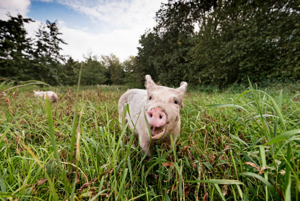 istock Young Outdoor Raised Organic Pigs. 902847554