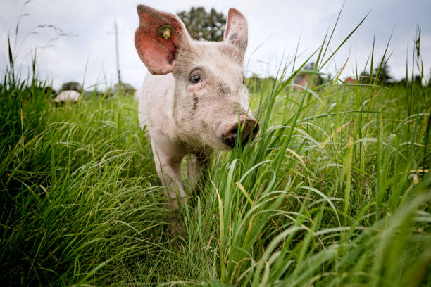 istock Young Outdoor Raised Organic Pig 902847654