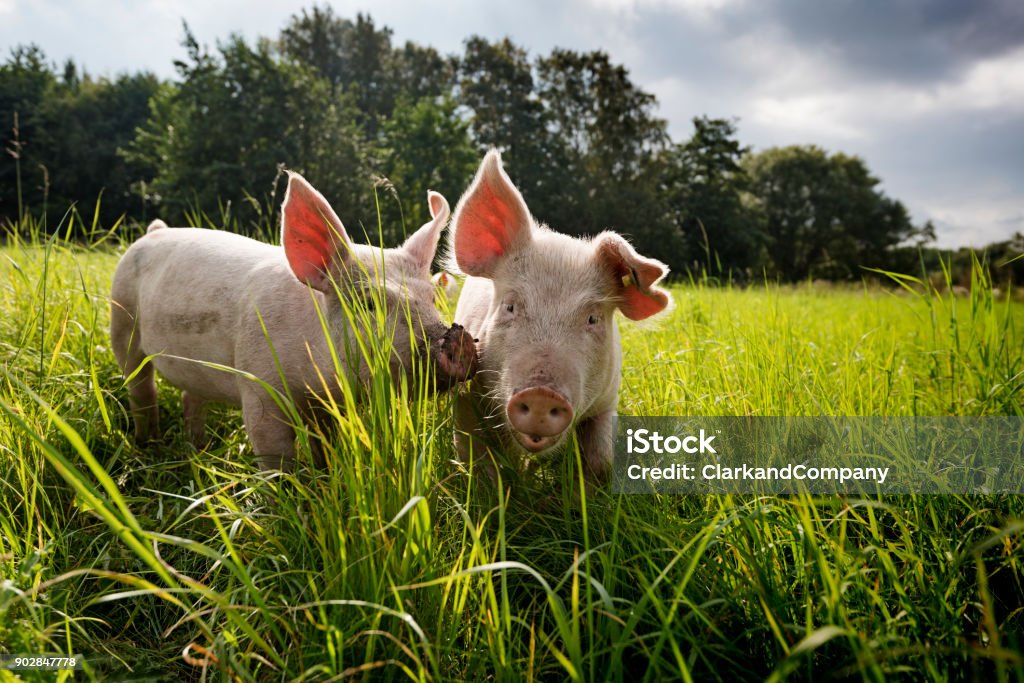 Jeune extérieur déclenché porcs biologiques - Photo de Porc - Mammifère ongulé libre de droits