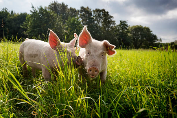 giovani maiali biologici allevati all'aperto - farm pig agriculture animal foto e immagini stock