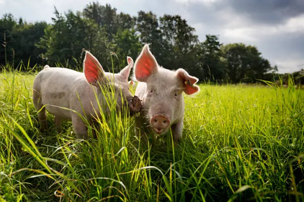 Two young pigs happily playing outside and in the field. Colour, horizontal format, low angle view looking up to the pigs against a stormy sky with some copy space. Photographed on small organic farm in Denmark on the island of Møn.