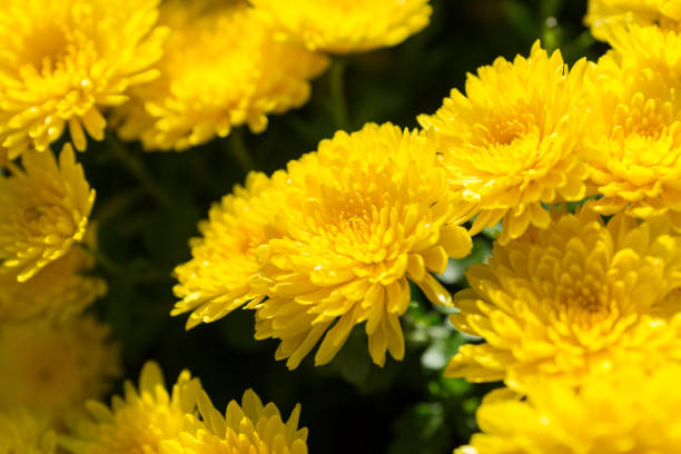 istock Close up of beautiful yellow chrysanthemum 902850268
