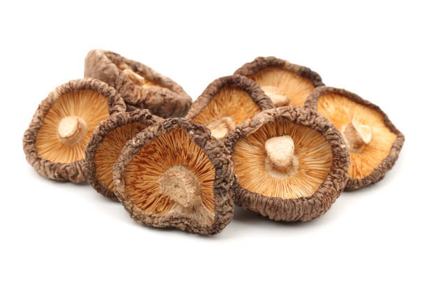 getrocknete shiitakepilze isoliert auf weißem hintergrund - shiitake mushroom edible mushroom mushroom dry stock-fotos und bilder