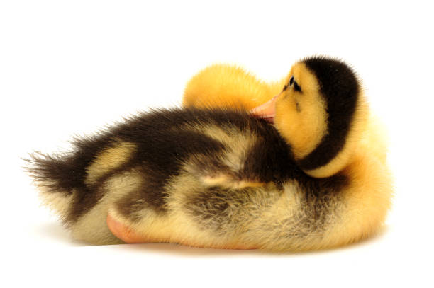 istock Ducklings  isolated on the white  Background 902855692