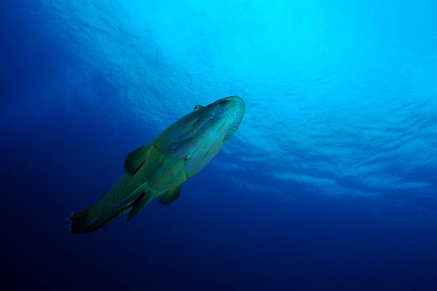 Humphead or Napoleon wrasse (Cheilinus undulatus) with surface background. Palau, Micronesia