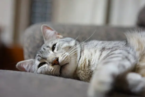 Egyptian mau in Japan,Tokyo,sofa