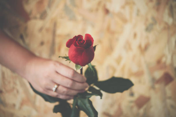 istock Red rose flower with human hand in Valentine's Day 902863034