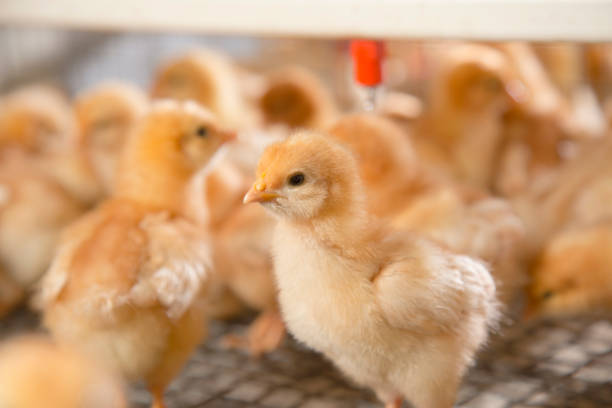 istock Little chicken feeding at the farm 902863234