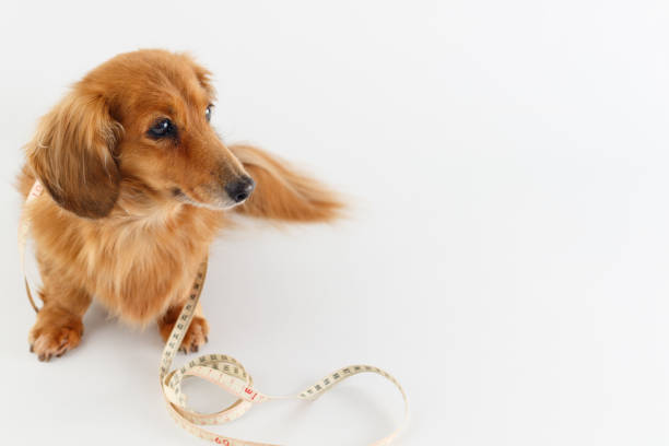 ダックスフント - miniature dachshund ストックフォトと画像